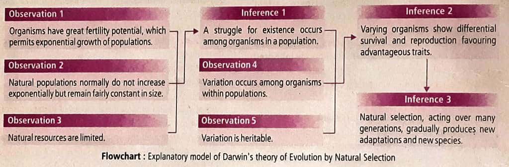 04 Theory of Evolution Lamarckism, Darwinism, Mutations_4