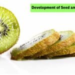 Development of Seed and Formation of Fruit_1