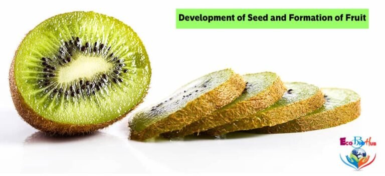 Development of Seed and Formation of Fruit_1
