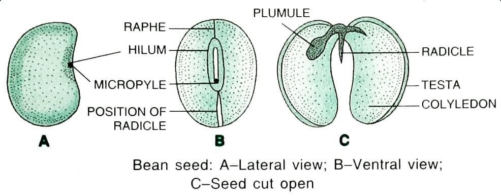 Development of Seed and Formation of Fruit_2
