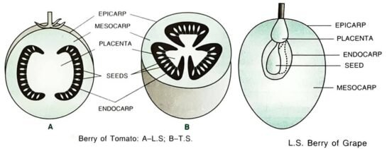 Different Types Of Fruits In Biology & Its Importance