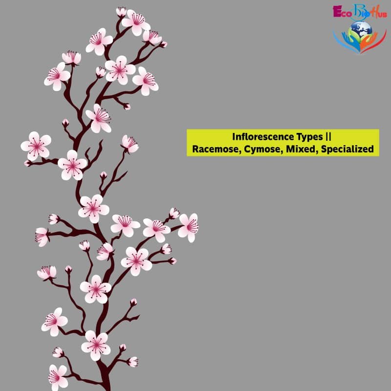 stem-anatomy-monocot-and-dicot-stem-cross-section