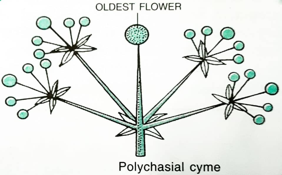 Inflorescence Types Racemose, Cymose, Mixed, Specialized_11