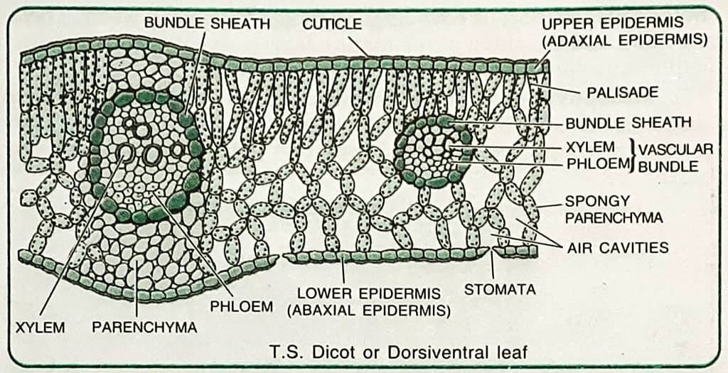 Leaf Anatomy (Transverse Section of Leaf)_Dorsiventral Dicotyledonous Leaf