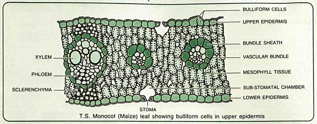 Leaf Anatomy (Transverse Section of Leaf)_Monocotyledonous Isobilateral Leaf