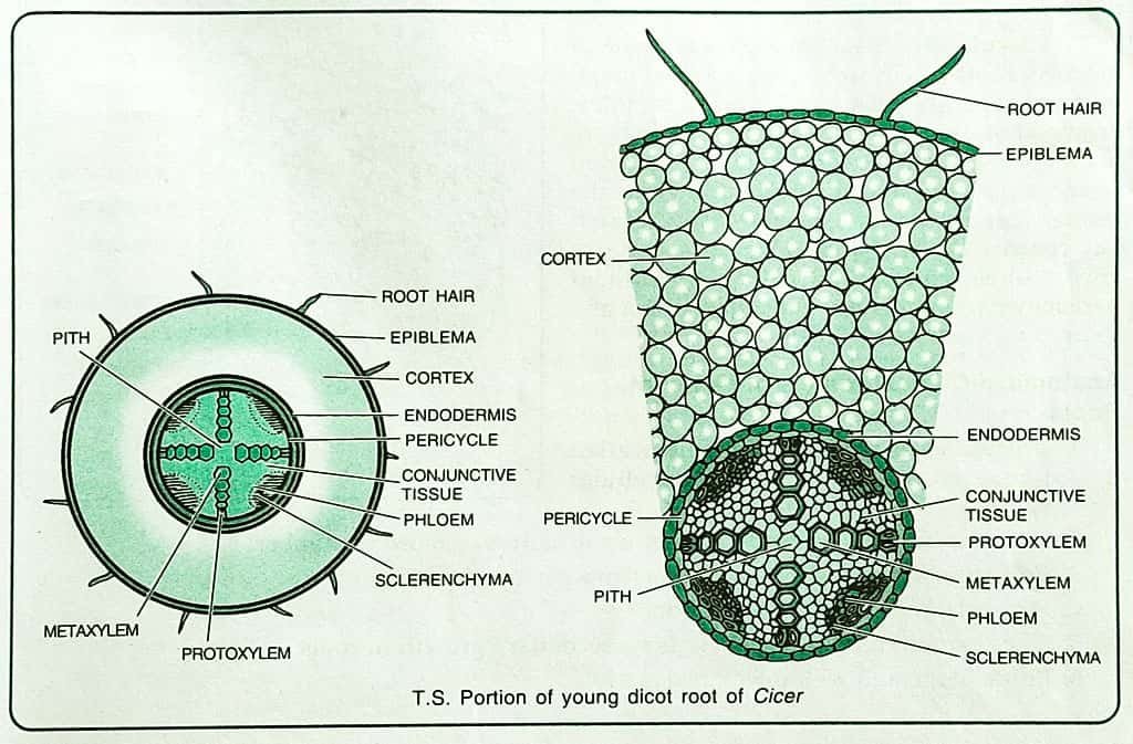 ROOT ANATOMY_ DICOT ROOT CROSS SECTION