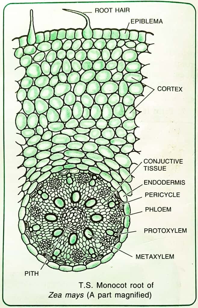 ROOT ANATOMY_ MOCOT ROOT CROSS SECTION_1