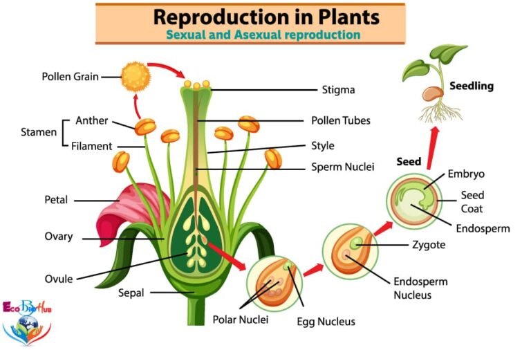 Reproduction in Plants Sexual and Asexual reproduction