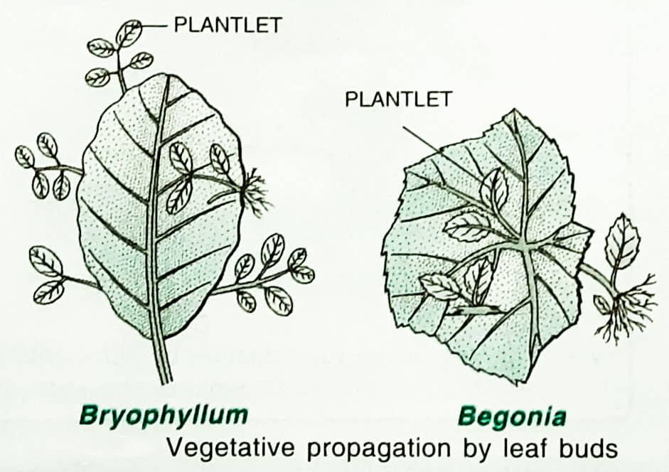 Reproduction in Plants Sexual and Asexual reproduction_9