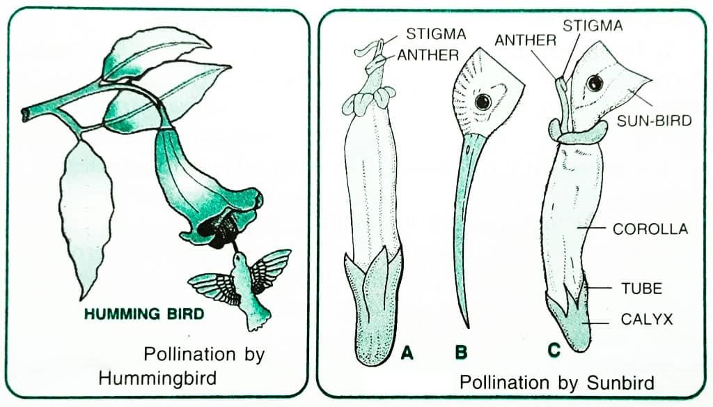What is Pollination Definition, Types, Agents, Significance_9.