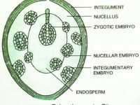 What is Polyembryony and its Significance in Plants_1