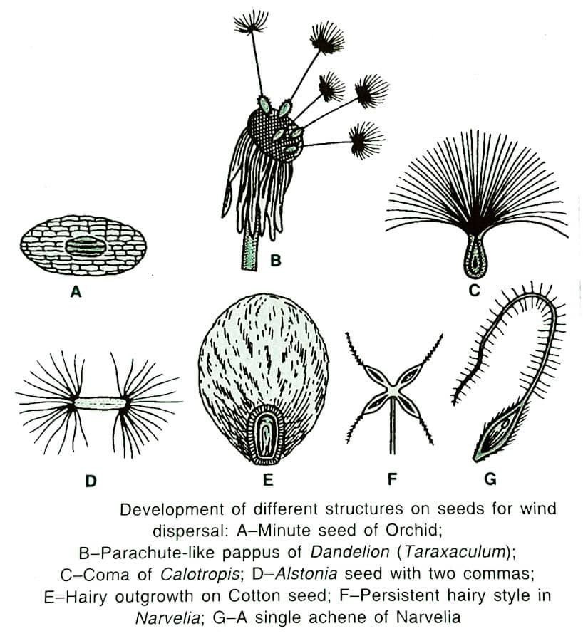 Why Seed Dispersal is important_Agents of Seed Dispersal_3