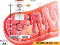 Aerobic and Anaerobic Respiration in Plants