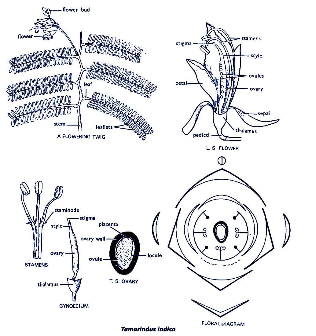 solanaceae-family-floral-diagram
