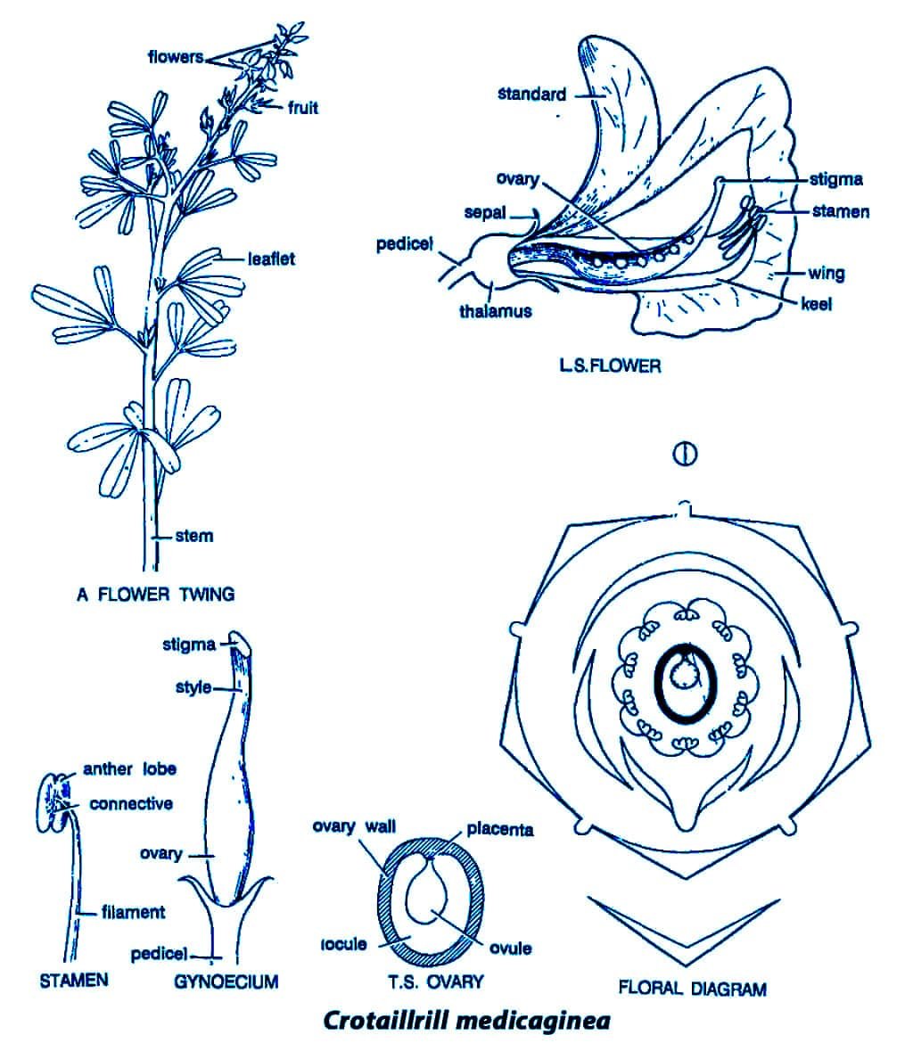 Sesbania Grandiflora Flower Diagram | Best Flower Site