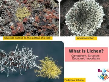 What is Lichen Component, Structure, Economic Importance_1