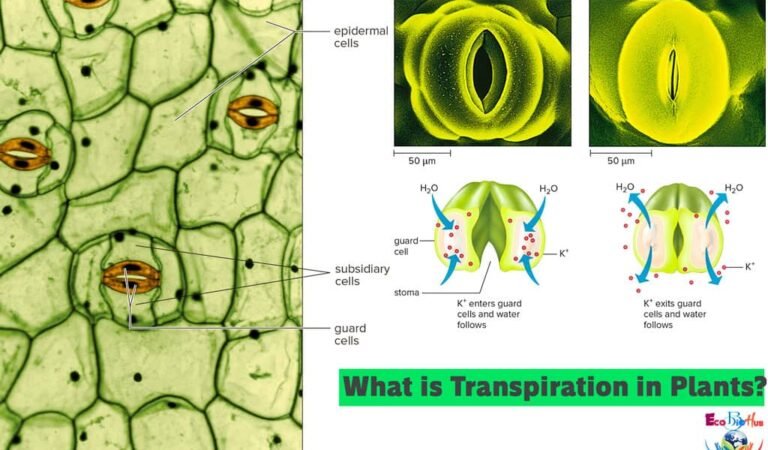 What is Transpiration in Plants?