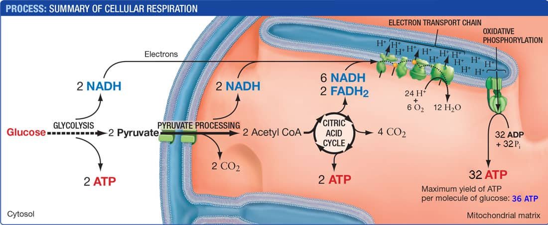 Balance Sheet of ATP in Aerobic Respiration_1