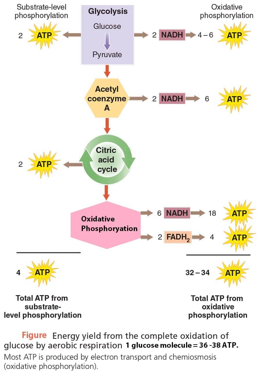 Balance Sheet of ATP in Aerobic Respiration_2