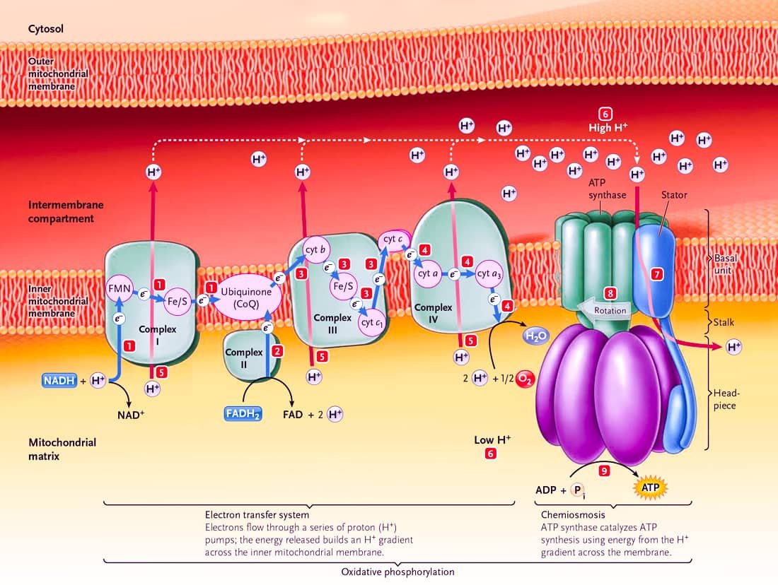 Electron Transport Chain_9