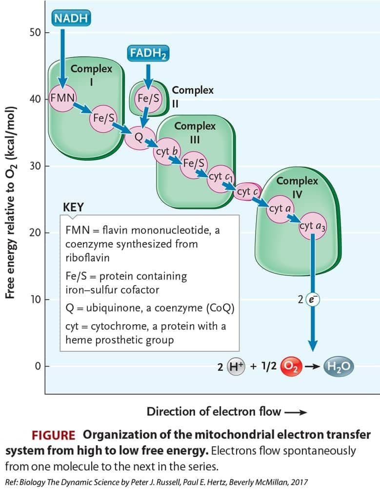 Krebs Cycle or Tricarboxylic Acid Cycle (TCA) or Citric Acid Cycle (CAC)_19
