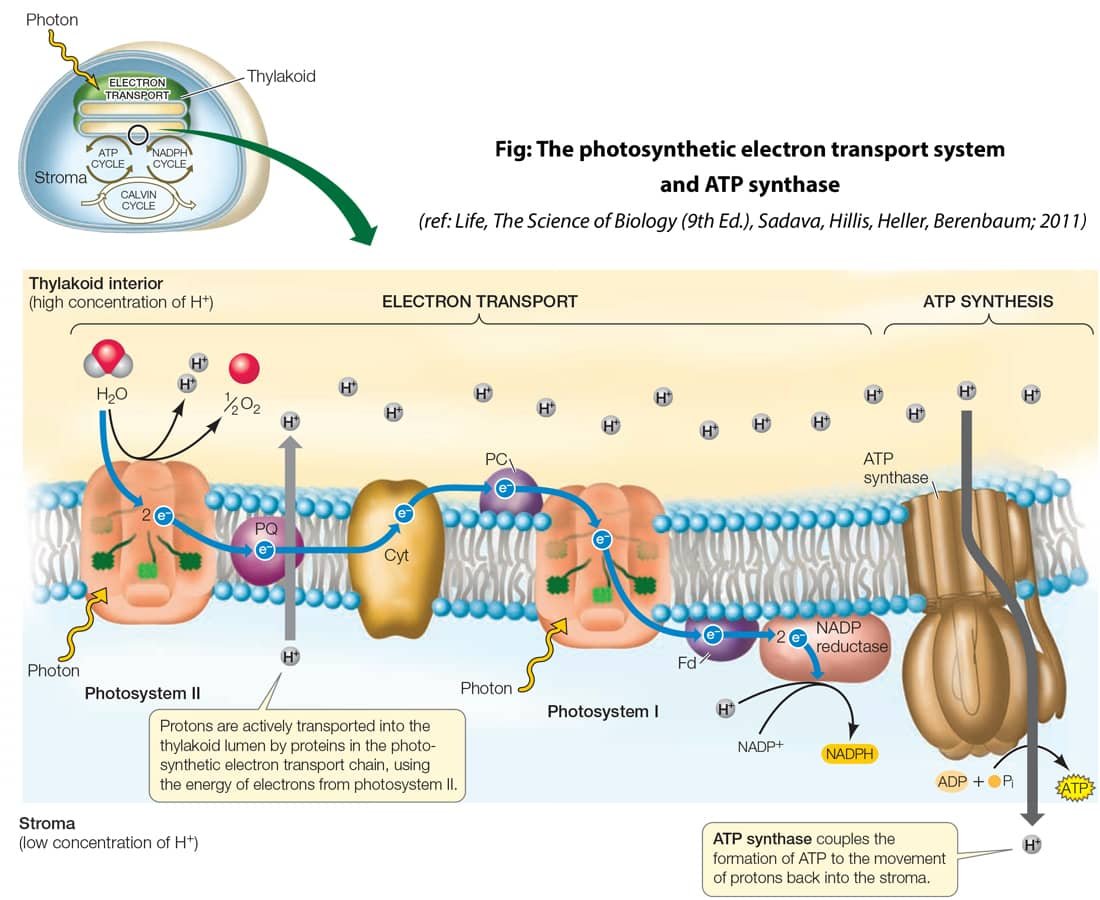 What is ATP in Biology Structure, Phosphorylation, Function_3