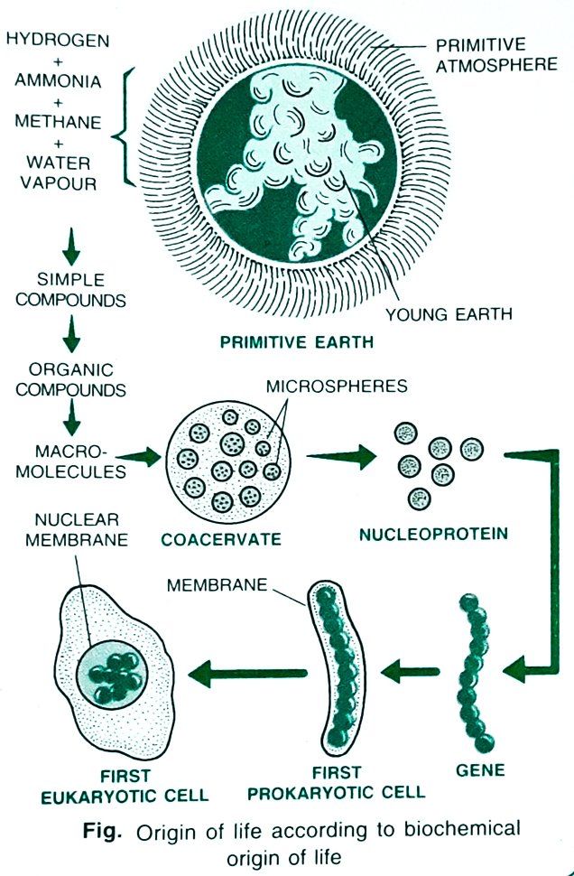 Origin of Life (Biopoiesis) and Origin of Universe_15
