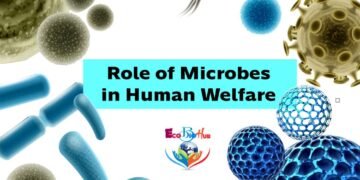Role of Microbes in Human Welfare
