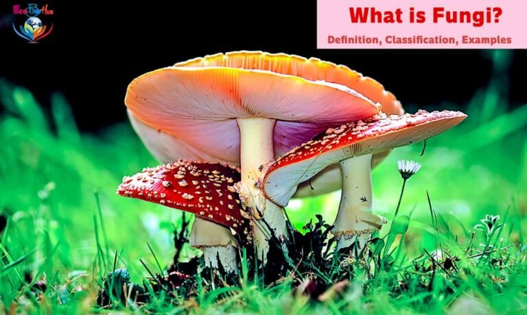 What is Fungi Definition, Classification, Examples_1
