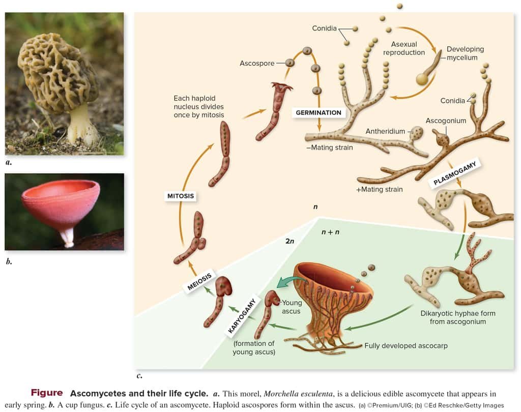 What Is Fungi Definition Classification Examples