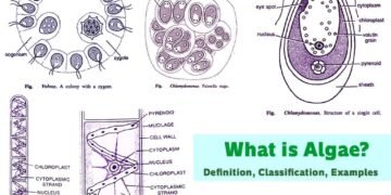 What is Algae Definition, Classification, Examples_4